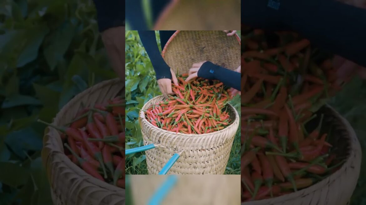 Harvesting Best & Worst Budgetary harvesting Trends #bushcraft #harvesting