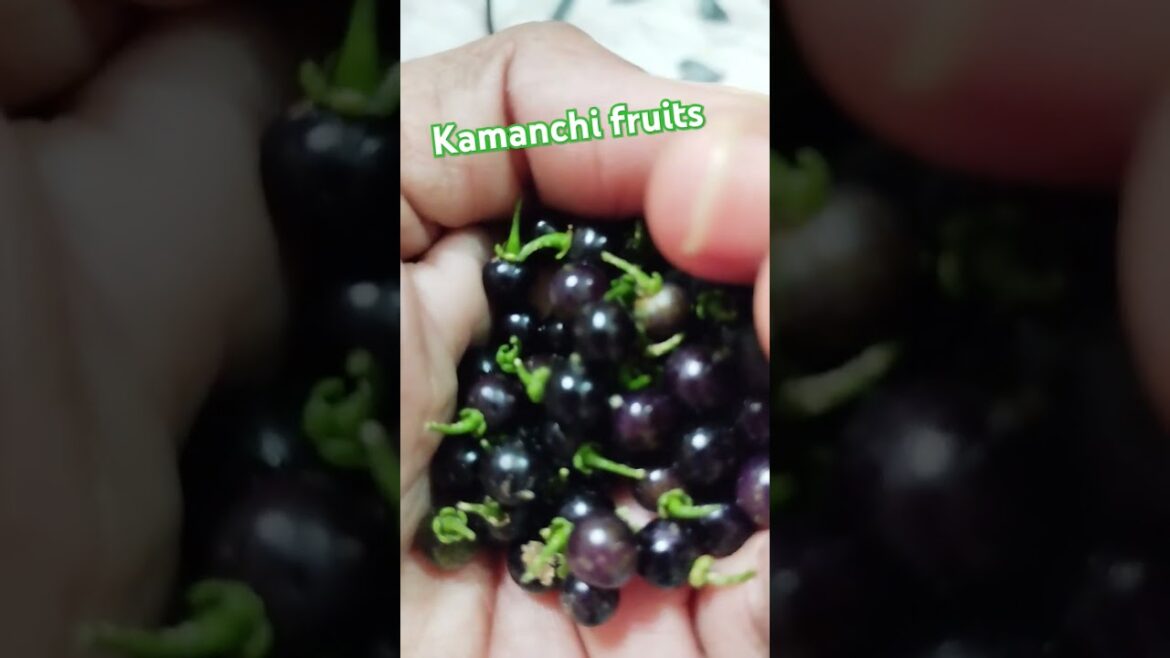 ##garden# Kamanchi# Makoy # Black Nightshade # Solanum nigrum #Edible Nightshade#healthydiet #fres
