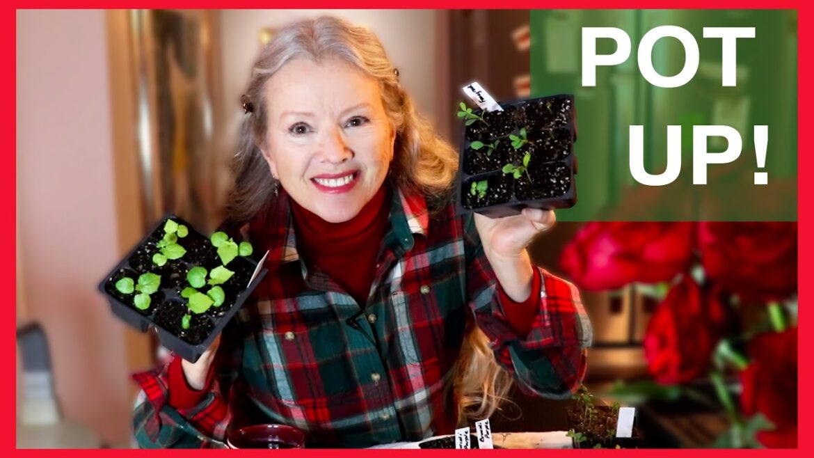 Kaye Kittrell: Potting Up Dilemma, plus drying flowers, raccoons, more! Potting Up Dilemma, plus drying flowers, raccoons, more!