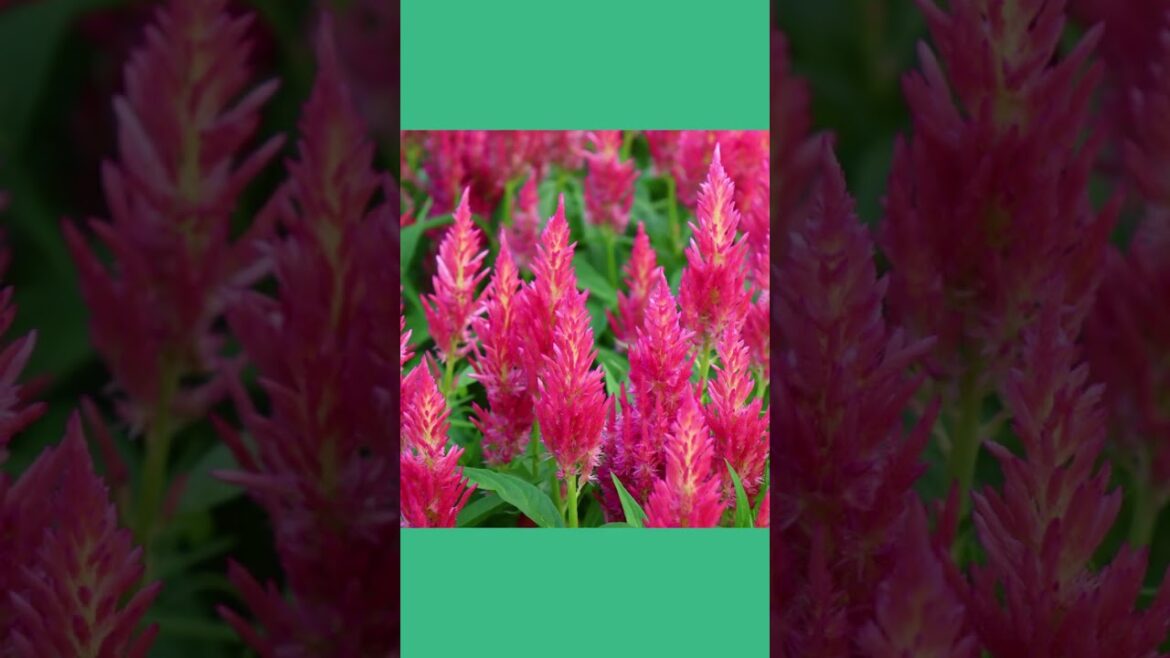All-America Selections Flowers & Vegetables: Celosia Flamma Pink: Add Vibrant Pink Blooms to Your Garden #celosia #pinkflowers #annuals Celosia Flamma Pink: Add Vibrant Pink Blooms to Your Garden #celosia #pinkflowers #annuals