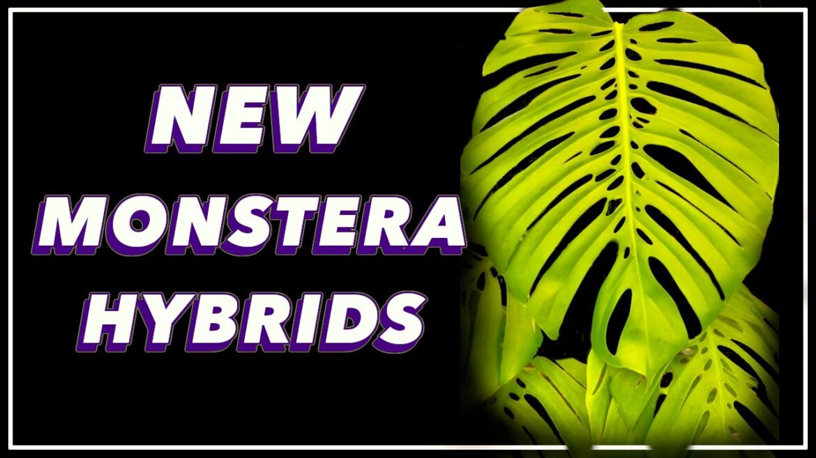 Monstera Hybrids are COMING...