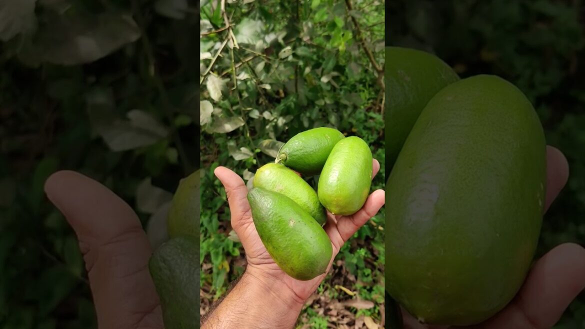 Harvesting ORGANIC LEMON ๐ #shorts #harvest ๐ #short #shortsvideo #lemon #lemonharvest #lemonade Harvesting ORGANIC LEMON ๐ #shorts #harvest ๐ #short #shortsvideo #lemon #lemonharvest #lemonade