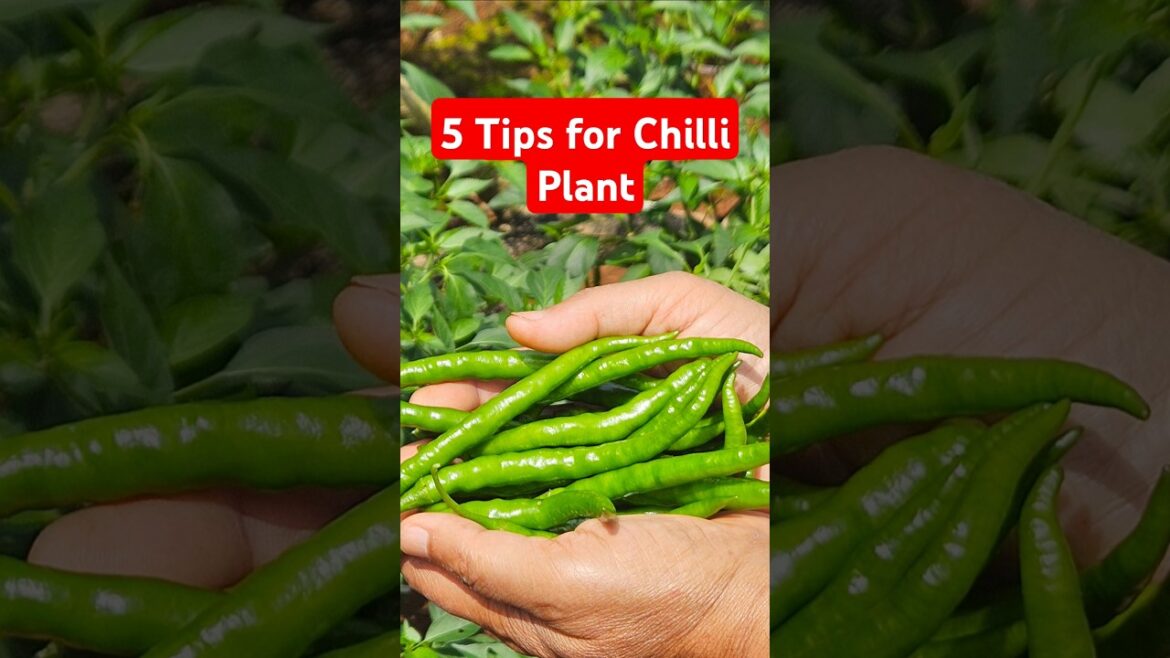 5 Tips to Grow Chilli Plant | Tips & Tricks 21 #diybuddy #plantcare #chilliplant #home #planttips 5 Tips to Grow Chilli Plant | Tips & Tricks 21 #diybuddy #plantcare #chilliplant #home #planttips