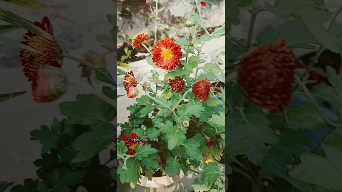 The World’s Most Beautiful Roses #trending #ytshorts #viralreels