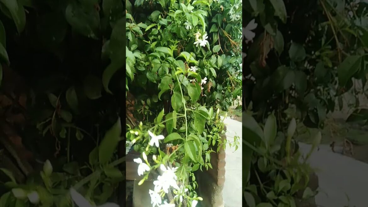 #rain #youtubeshorts #trendingshorts #youtube #youtubevideo #flowers #rainyday #viral #trend