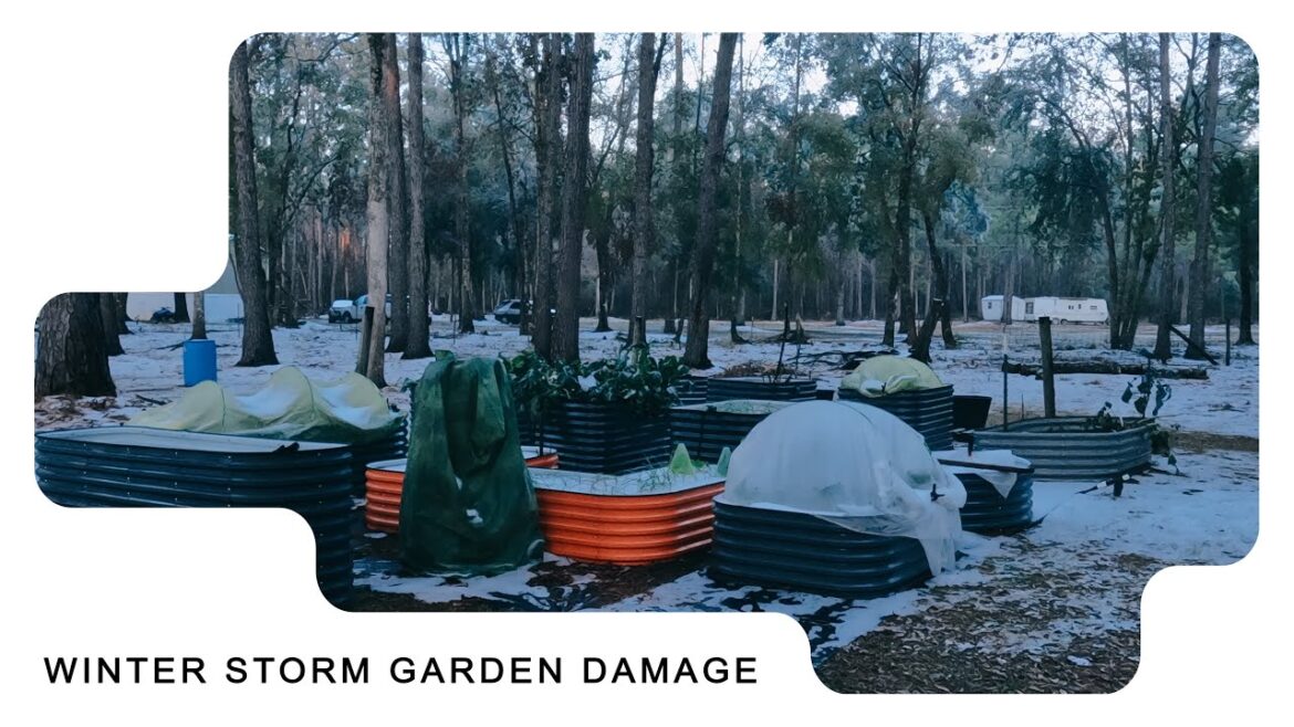 Winter Storm Garden Damage: Did the Plants Survive ?🥶❄️🥶❄️ Winter Storm Garden Damage: Did the Plants Survive ?🥶❄️🥶❄️
