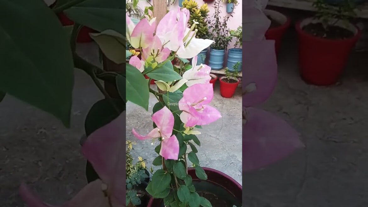 #rose #bougainvillea #hibiscus #vinca #flowers #trending #ytshorts #rose #bougainvillea #hibiscus #vinca #flowers #trending #ytshorts