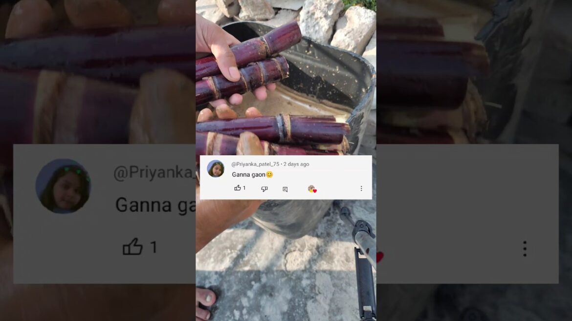 Grow SUGAR CANE in Your Backyard! • Knight King Vlog