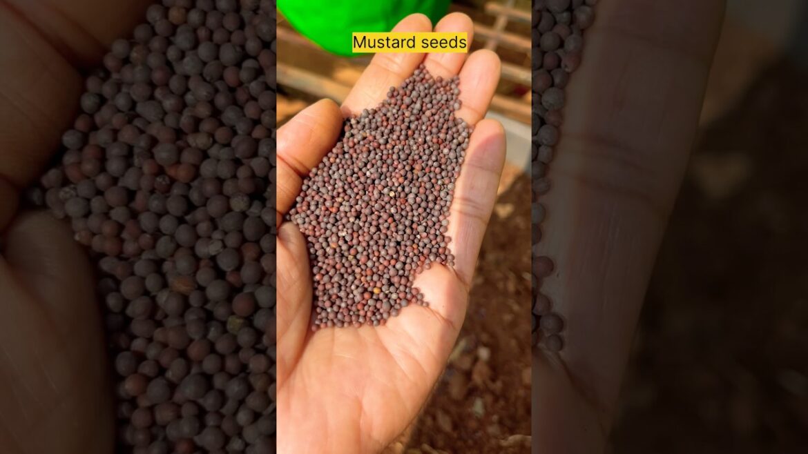 4 Leafy Vegetables Grow From Kitchen Seeds #shorts #yt #organicgarden #shortfeed #terracegarden