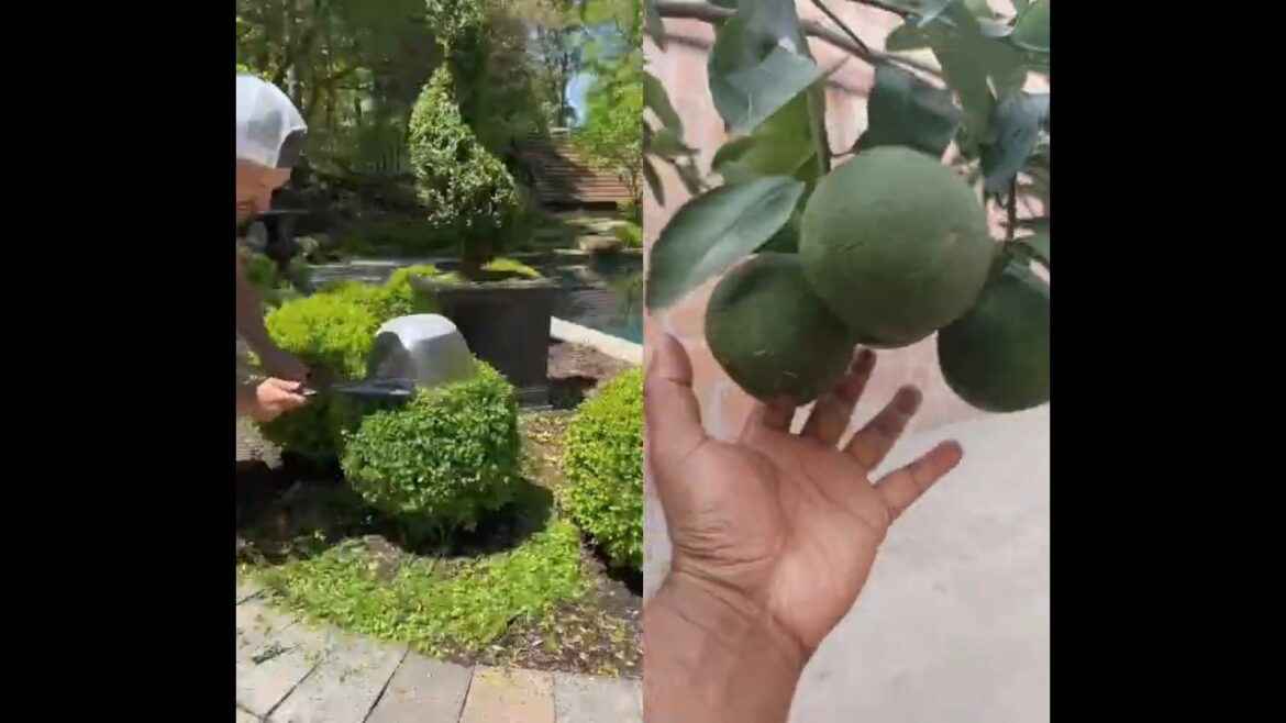 garden tips /#gardening #topiary#plants