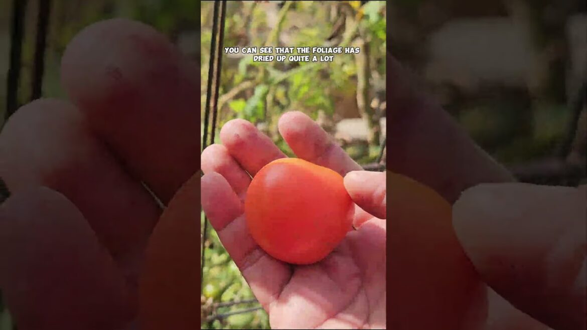 Harvesting Tomatoes in Winter: Cold-Weather Garden Secrets!