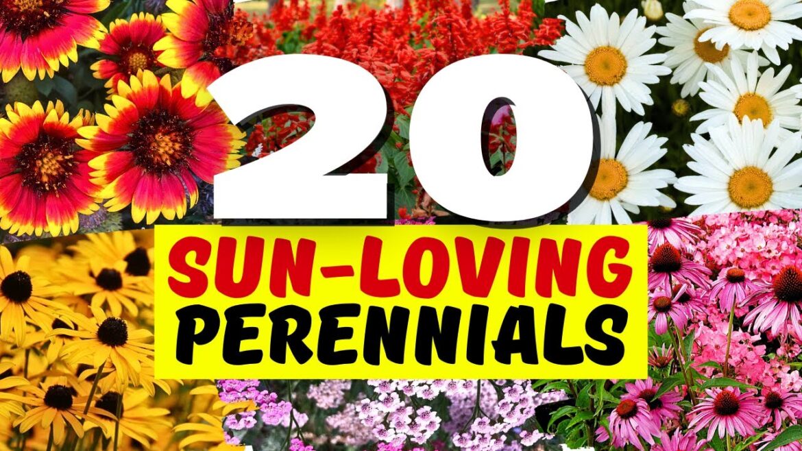 20 Hardy Perennial Flowers That Grow in Full Sun 20 Hardy Perennial Flowers That Grow in Full Sun
