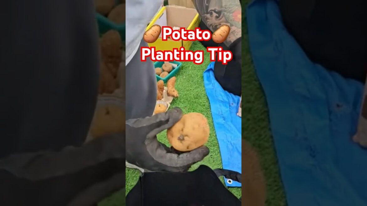 How to plant potatoes in a growbag. #plantingpotatoes #growingpotato #homegrownfood #ediblegarden