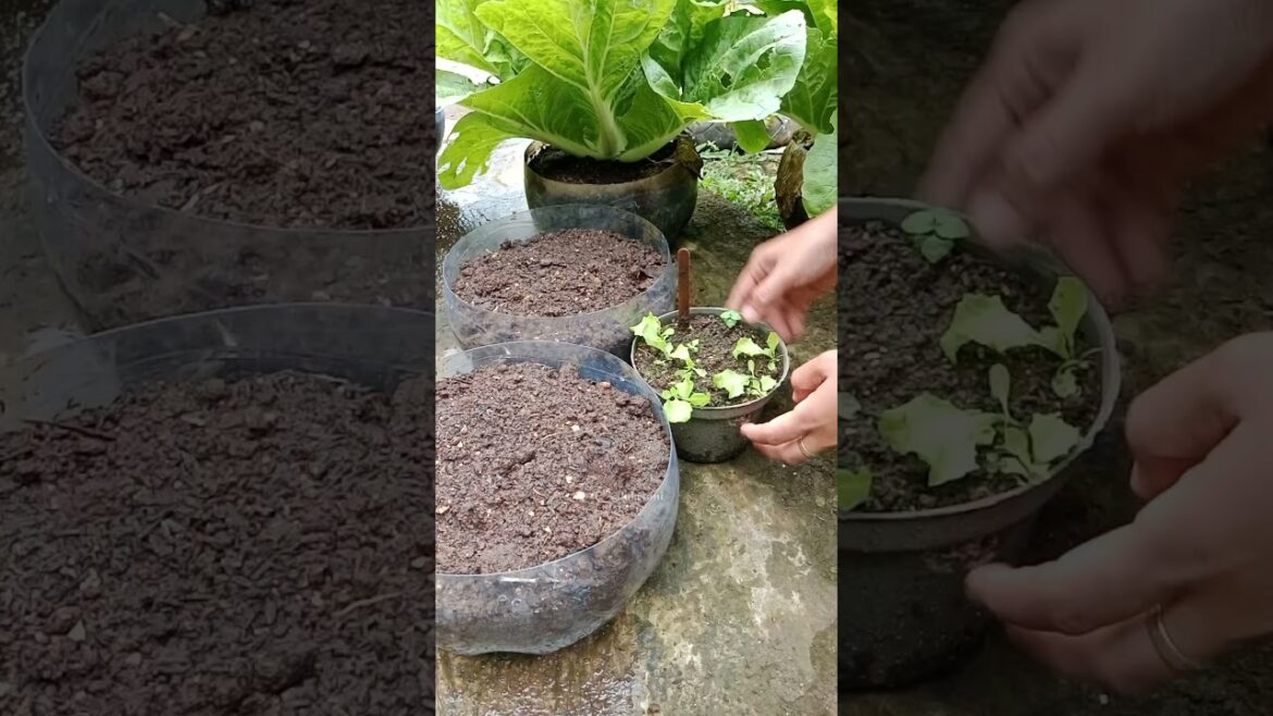 Menanam selada hijau di botol bekas