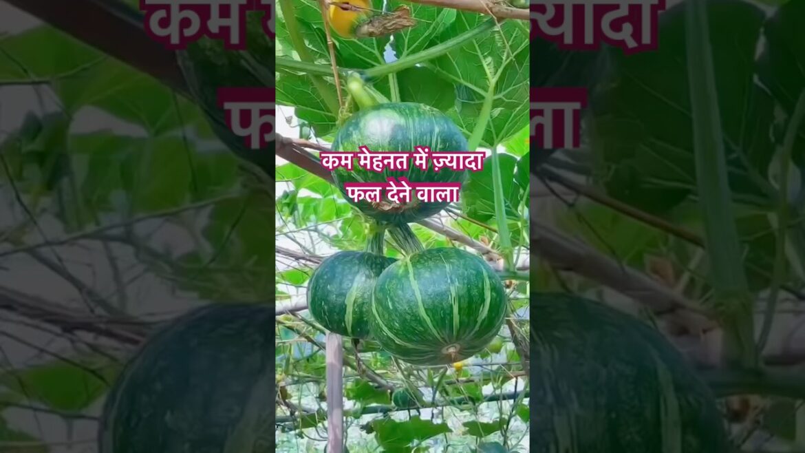 कम मेहनत में ज़्यादा मुनाफा#short #shortvideo #tamu garden tips कम मेहनत में ज़्यादा मुनाफा#short #shortvideo #tamu garden tips