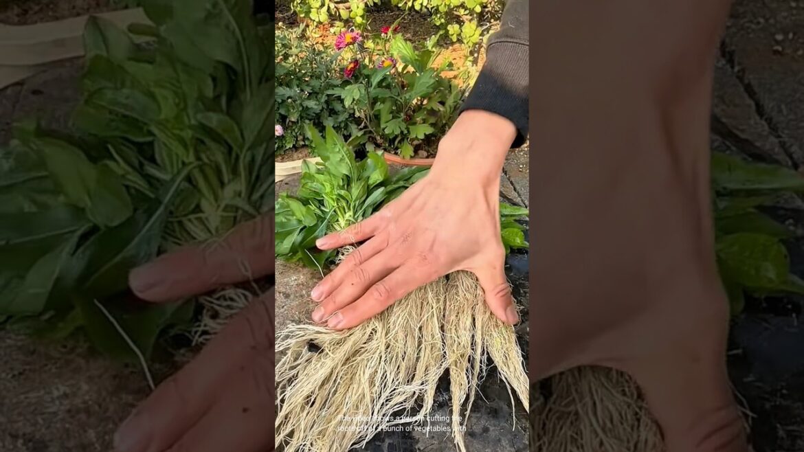 Clean your vegetable roots for planting