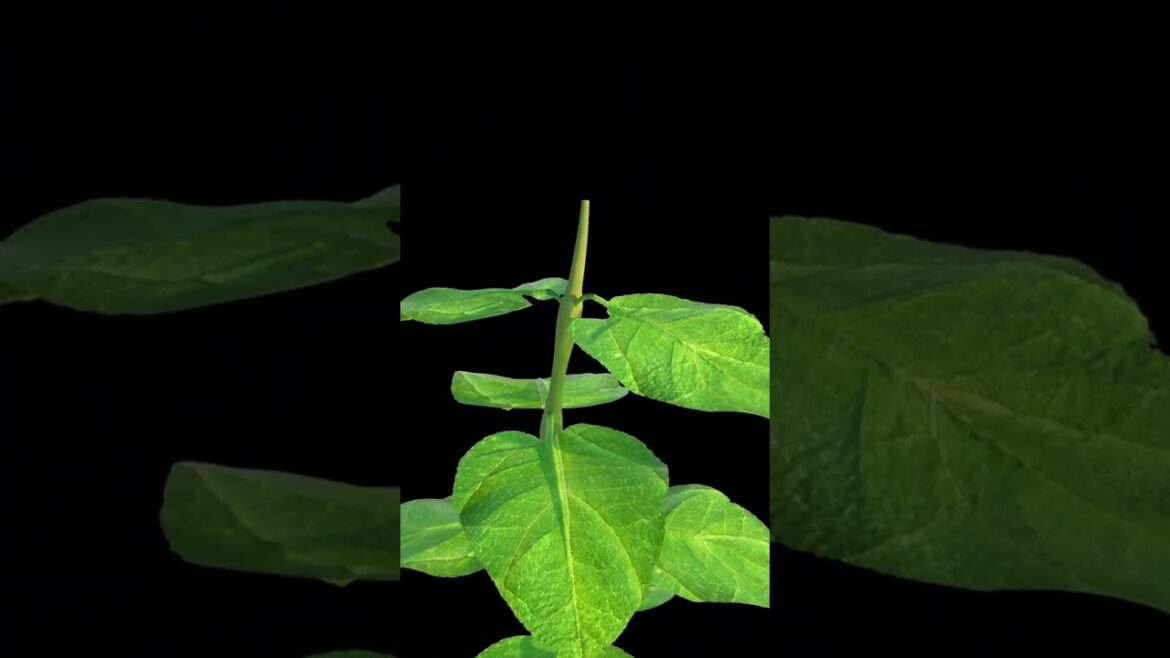 #𝐒𝐨𝐮𝐬𝐚𝐅𝐚𝐦𝐢𝐥𝐲𝐆𝐚𝐫𝐝𝐞𝐧 The Benefits of Vertical Gardening for Small Spaces