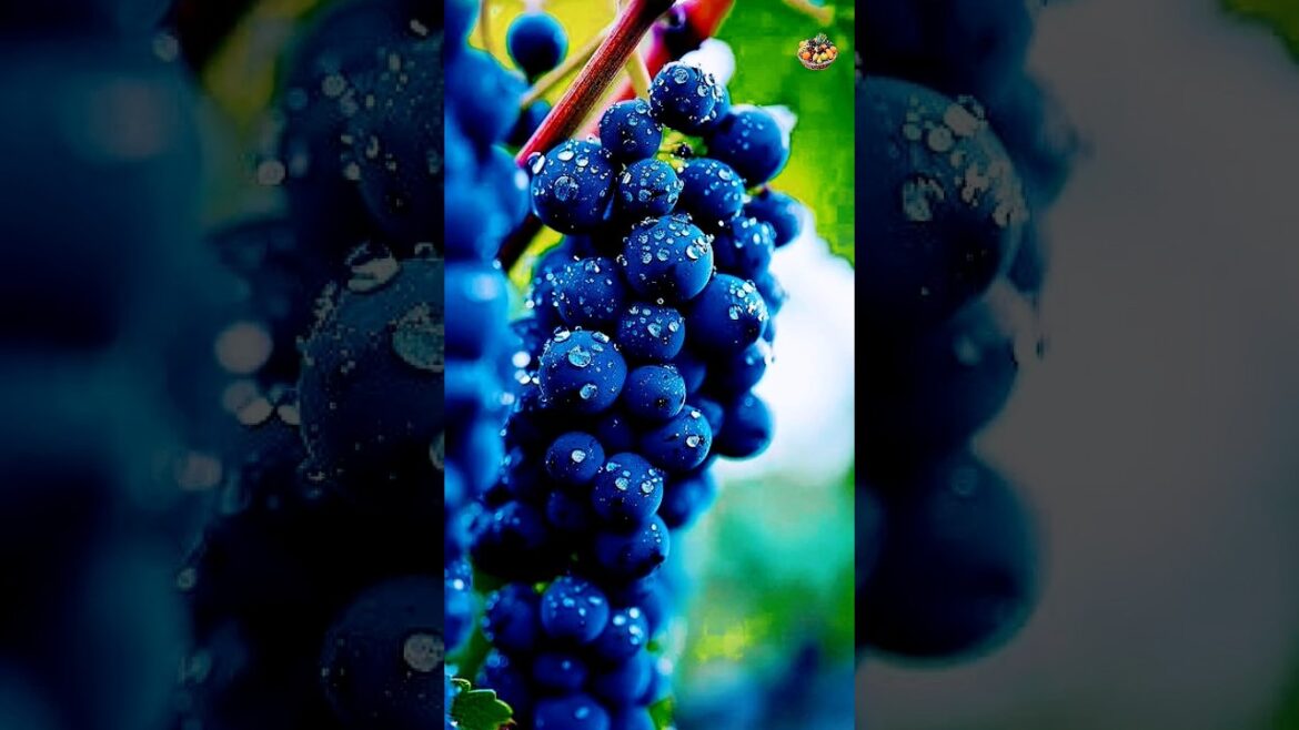 I Grew A Grape Variety That Tastes Like Gummy Bears