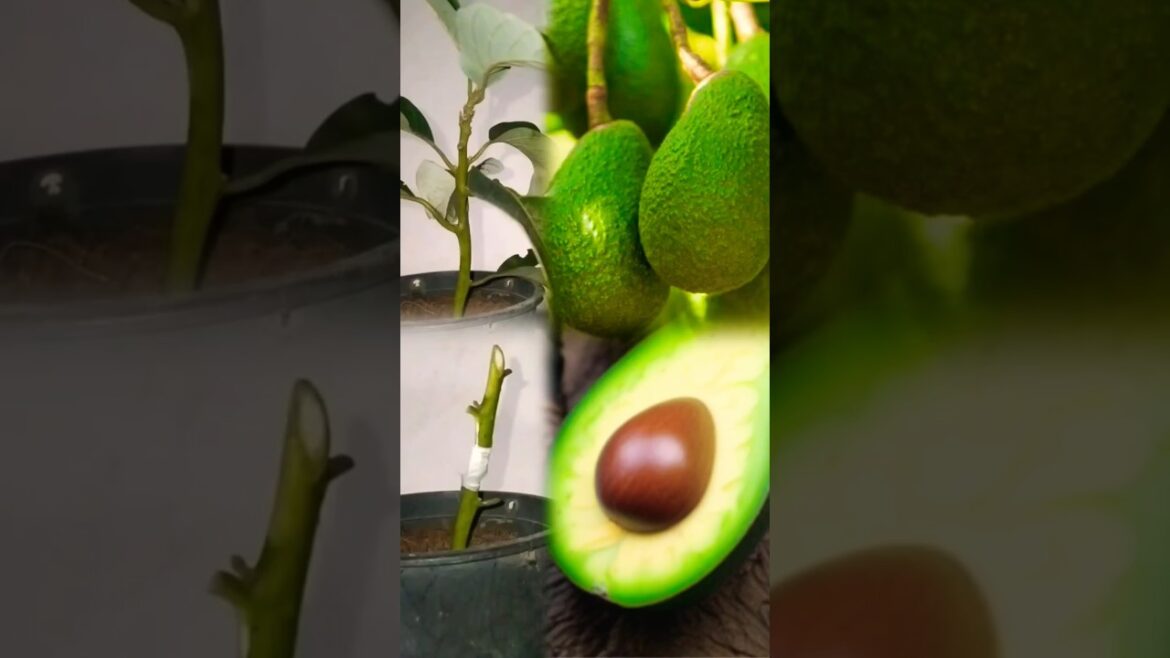 Avocado tree grafting ideas #garden  #shorts