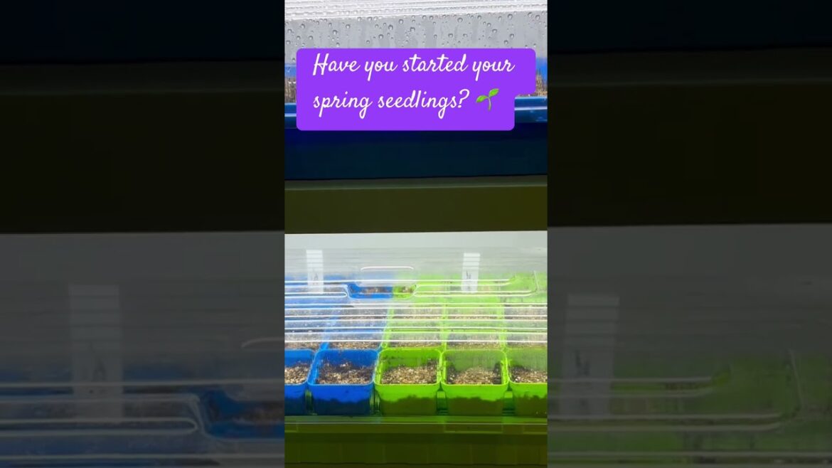 Have you started your spring seedlings? #garden #gardening #pansies #snapdragon #sweetpeas