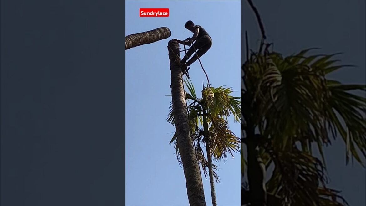 Cutting Coconut Tree#coconuttree#coconuttreecutting#treecuttingskills#youtubevideo#sundrylaze#shorts