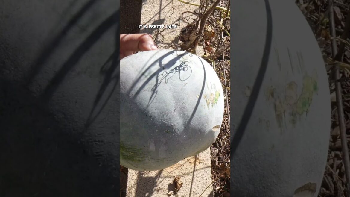 Harvesting Ash Gourds: Winter Melons in Winter – Quick Harvest Guide!