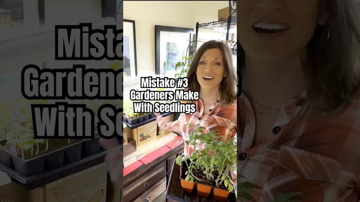 3rd Mistake Gardeners Make with Seedlings