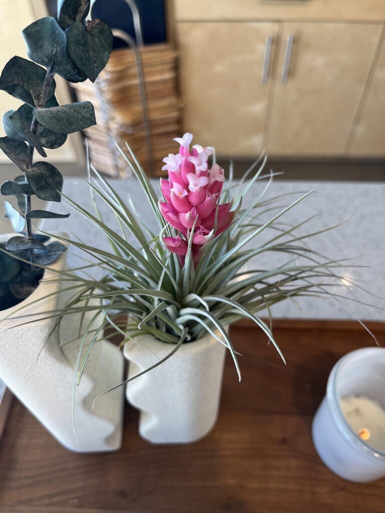 Little guy I keep at work bloomed so pretty.