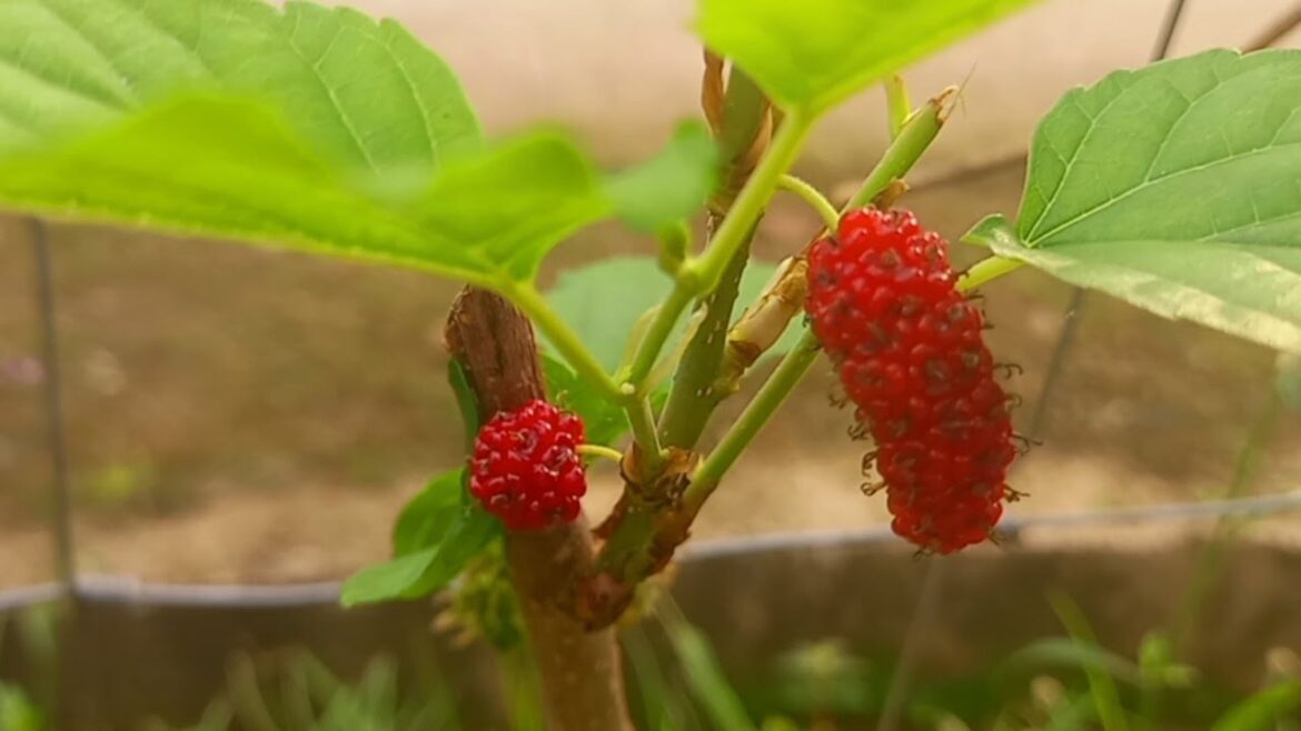 BACKYARD GARDEN  #nature