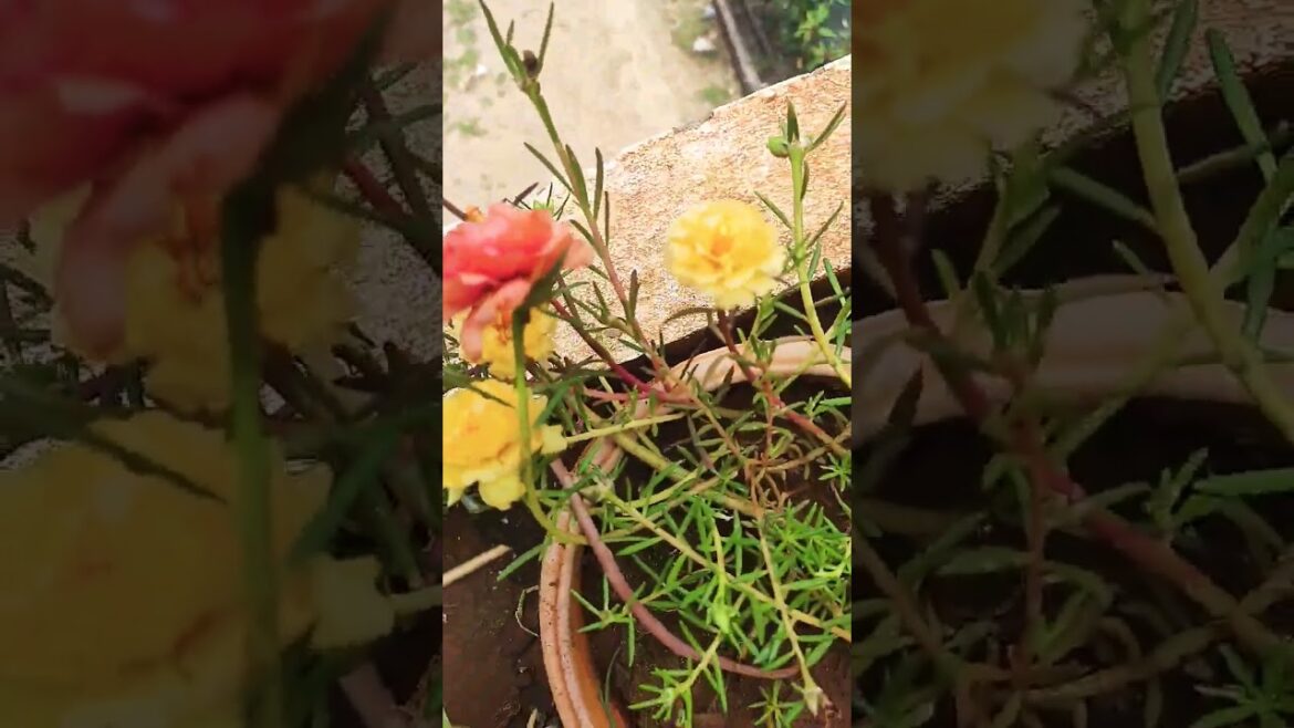 #youtubeshorts #youtube #trendingshorts #trending #flowers #subscribe #shortsviral #viralvideos