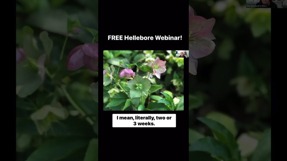 FREE “How to Grow and Care for Hellebore” webinar FREE “How to Grow and Care for Hellebore” webinar