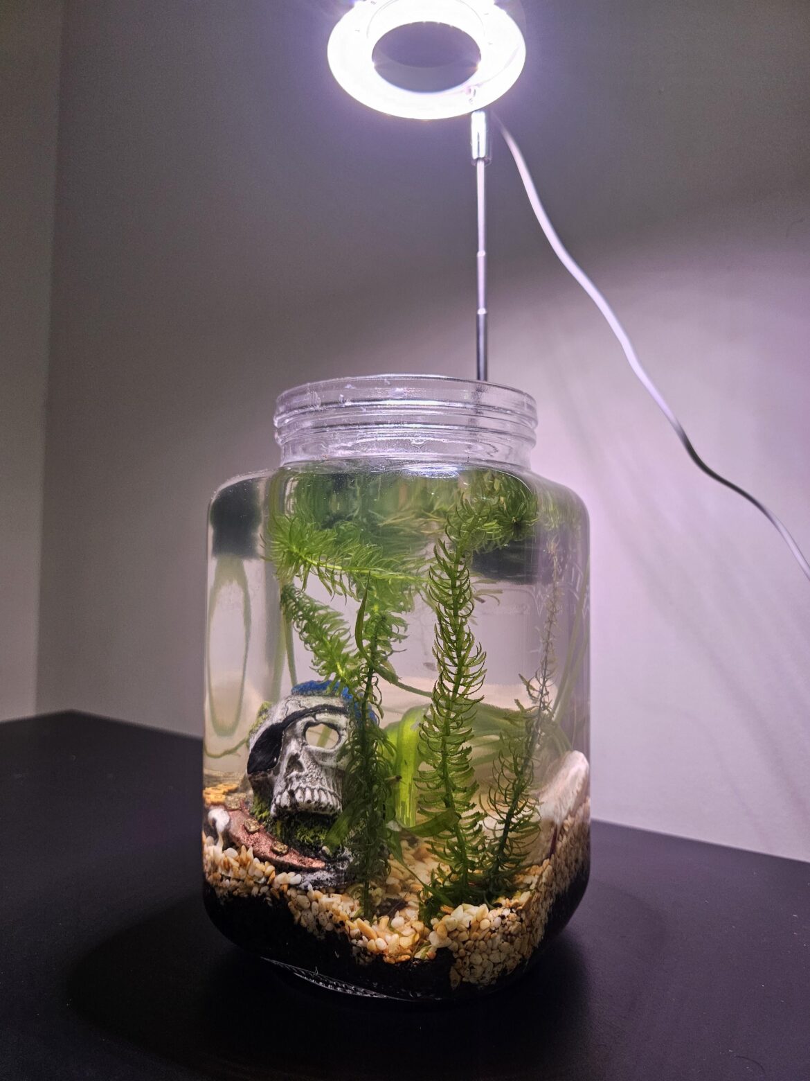 My very first aquarium jar