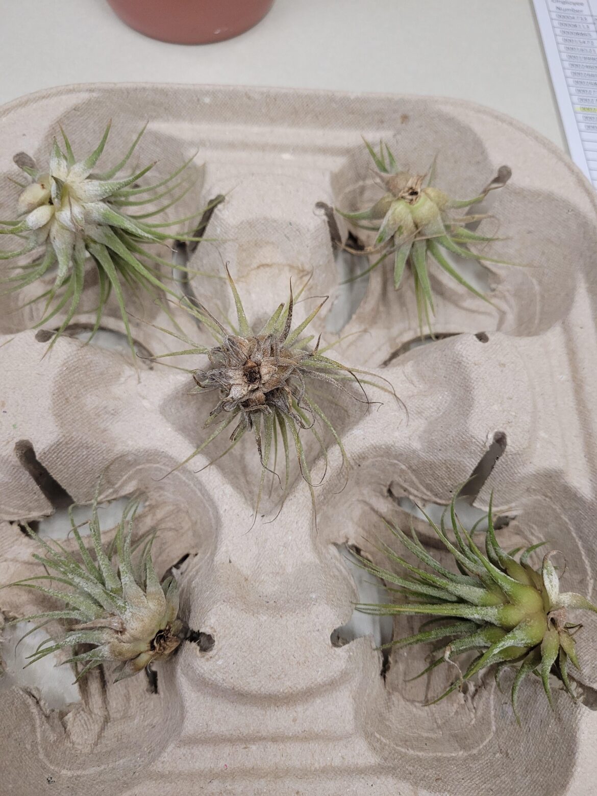 Anything to worry about? These are all from the same lot and have had the same treatment. The middle one is brown and curled, but leaves don't pull out, though. Is there something I should do for it?