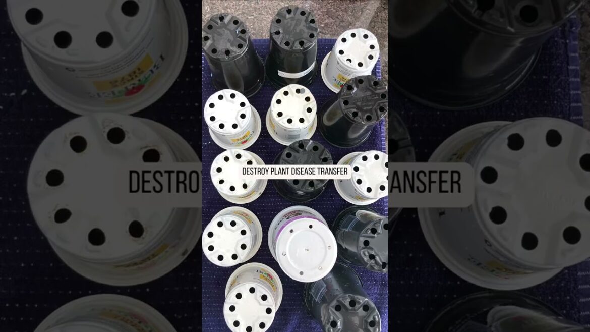 Start with a Clean Garden Pot #beginners #garden #tips #shorts Start with a Clean Garden Pot #beginners #garden #tips #shorts