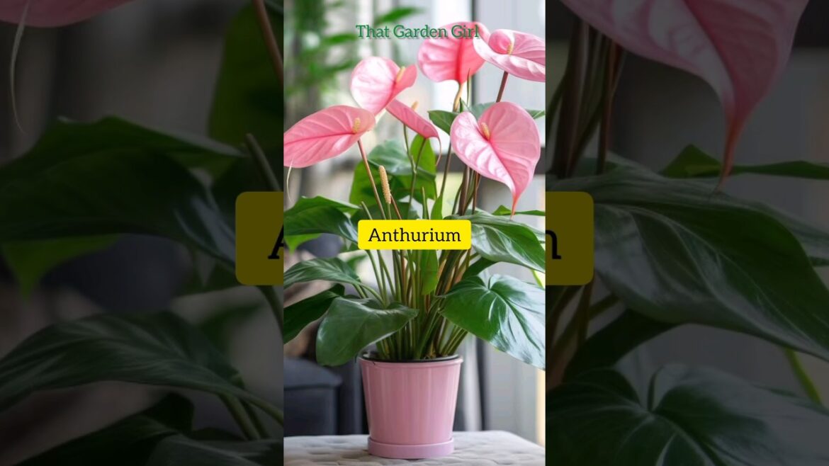 lucky plants for the house #shorts #viral #luckyplants #rareplants lucky plants for the house #shorts #viral #luckyplants #rareplants