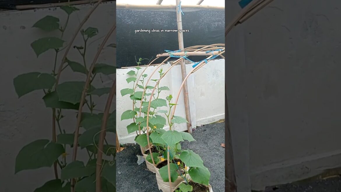 You can plant vegetables in a corner of your house.