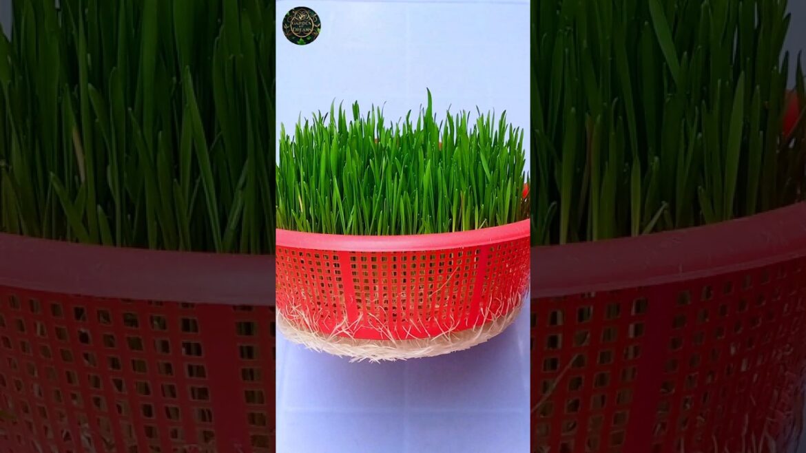 How to Grow Wheatgrass Without Soil in 7 Days #shorts #gardening #tips
