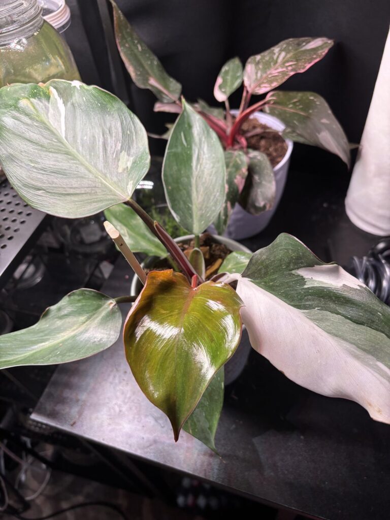 Impulse buy, and wondering about proper care Impulse buy, and wondering about proper care