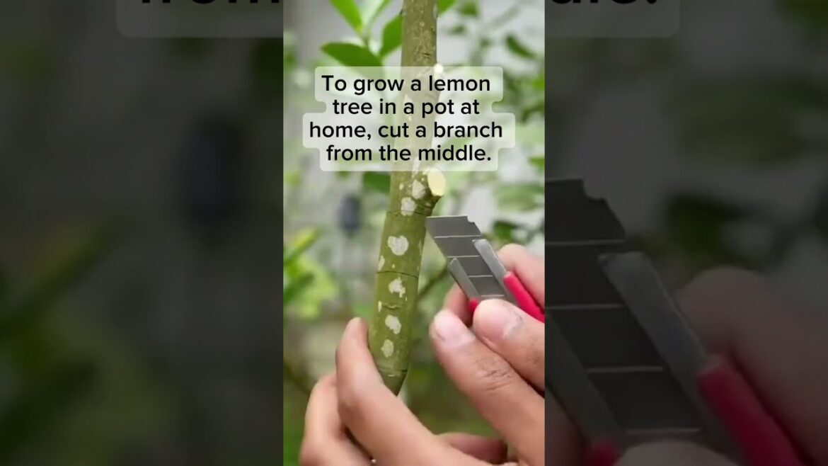 We Love Garden we love plans #garden #gardening We Love Garden we love plans #garden #gardening