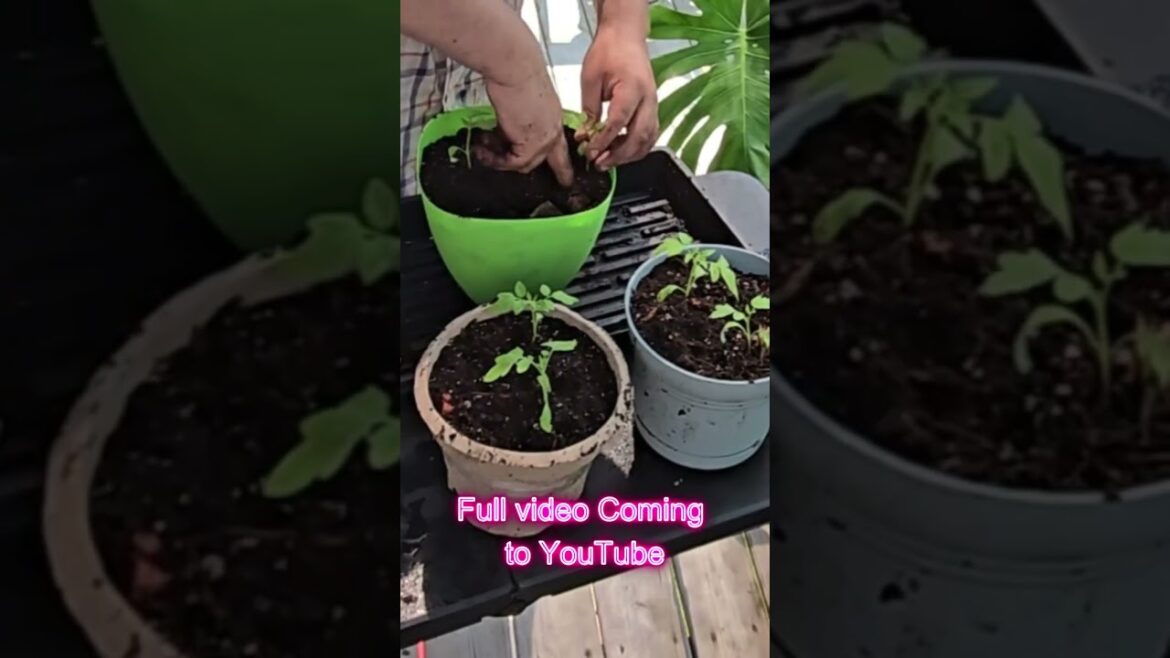 Repotting Tomato Seedlings 🌱 (Clip from Full Video)