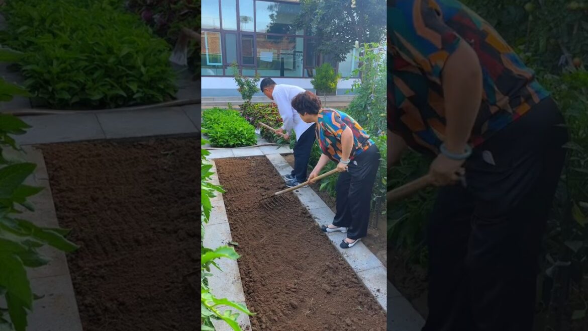 I have no worries when dealing with the vegetable garden every day #MySmallVegetableGarden.