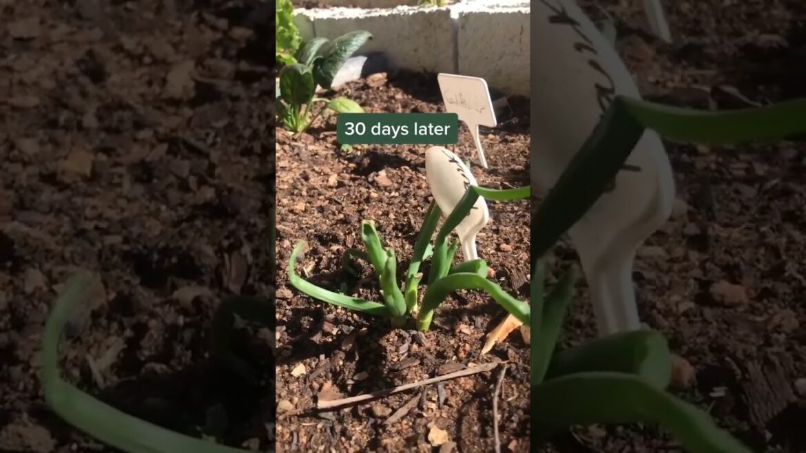 growing onions at home easy tips and tricks#onions#onion #gardening growing onions at home easy tips and tricks#onions#onion #gardening