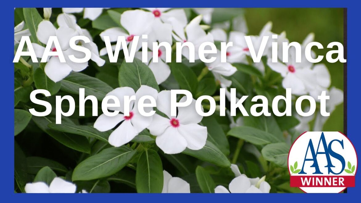 Growing Vinca Sphere Polkadot: Sun, Water, and Fertilizer Guide #vinca#annuals#garden#pinkflowers