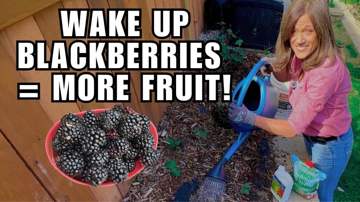 From Dormant to Delicious: Simple Steps for to Wake Up Blackberry Plants for Big Harvests