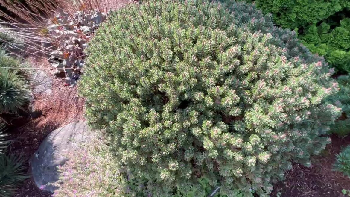 Dwarf Conifer Compilation Part 3 | Unique Plants That Work Well In Landscapes | #japanesegarden
