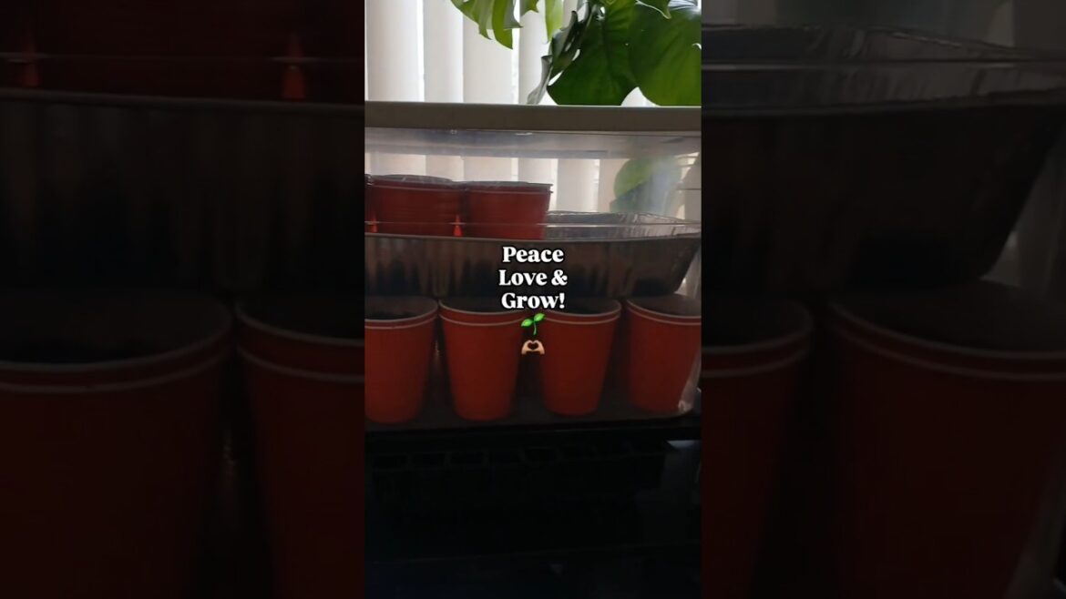 DIY Indoor Greenhouse 🌱 | Container Garden | Small Space Gardening