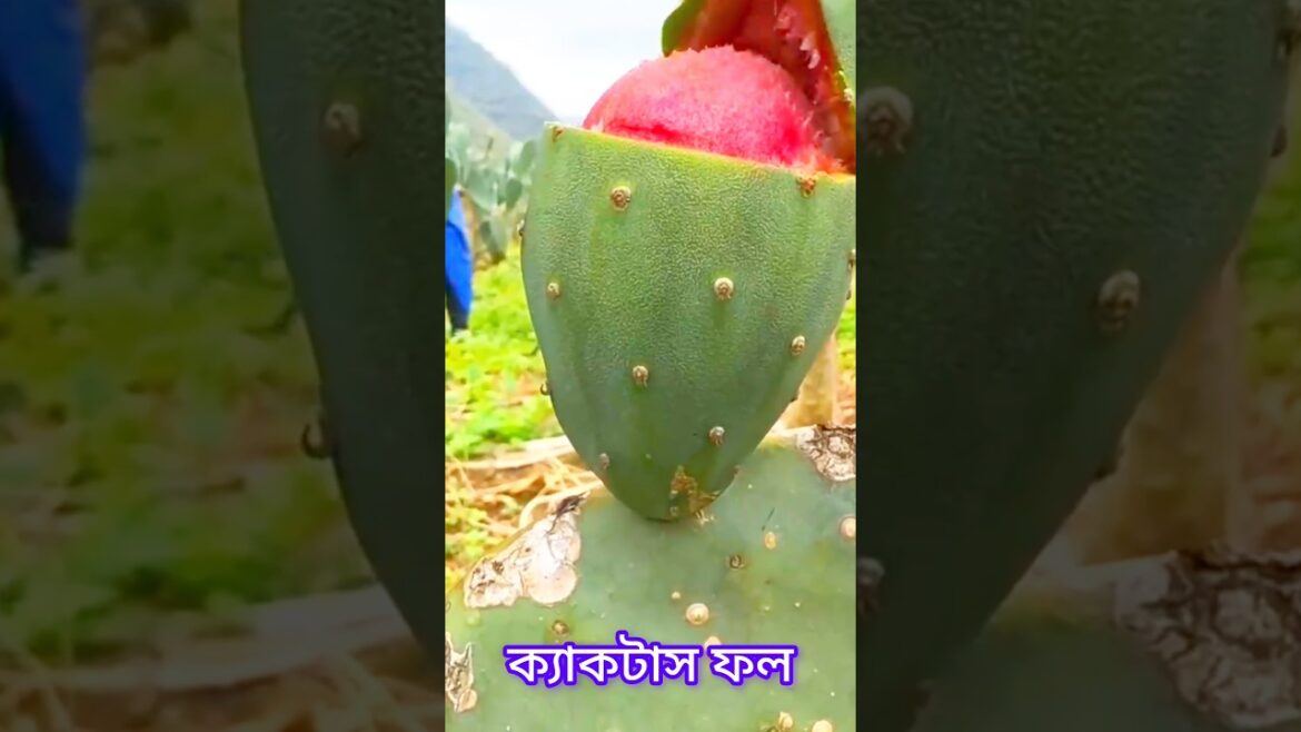 cactus fruits very sweet #short #shorts #shorts training