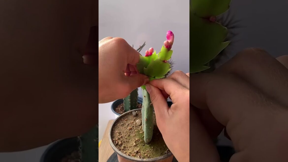 Cactus tips: How to graft two kinds of cactus 🌵#plants #gardening #cactus