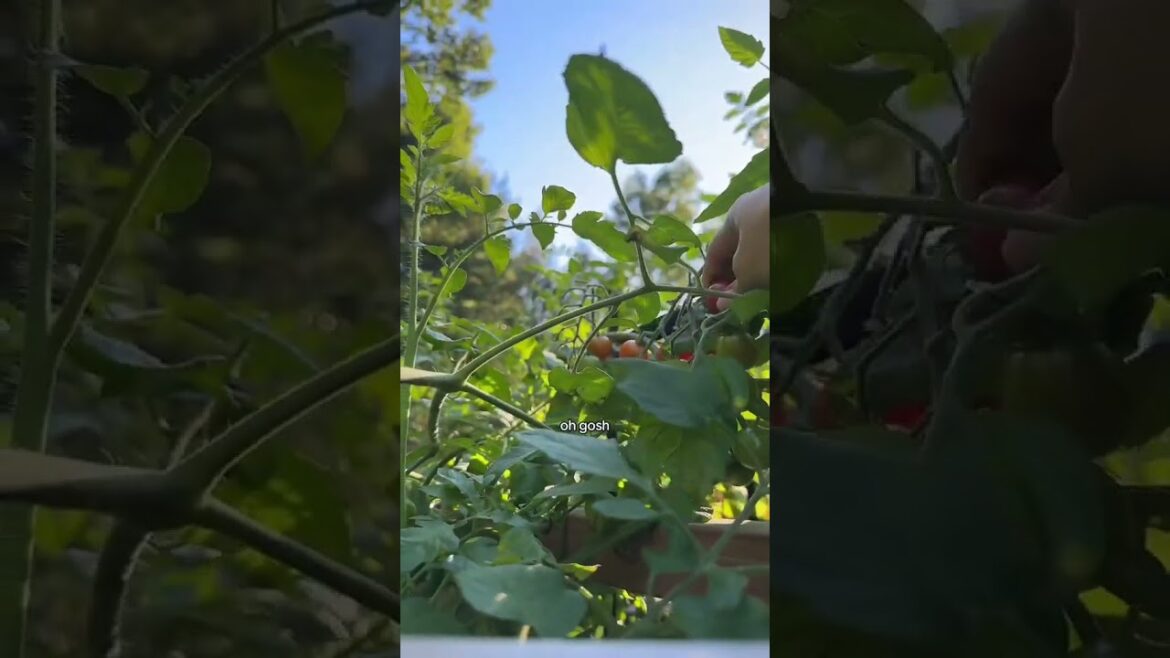 Backyard garden harvest