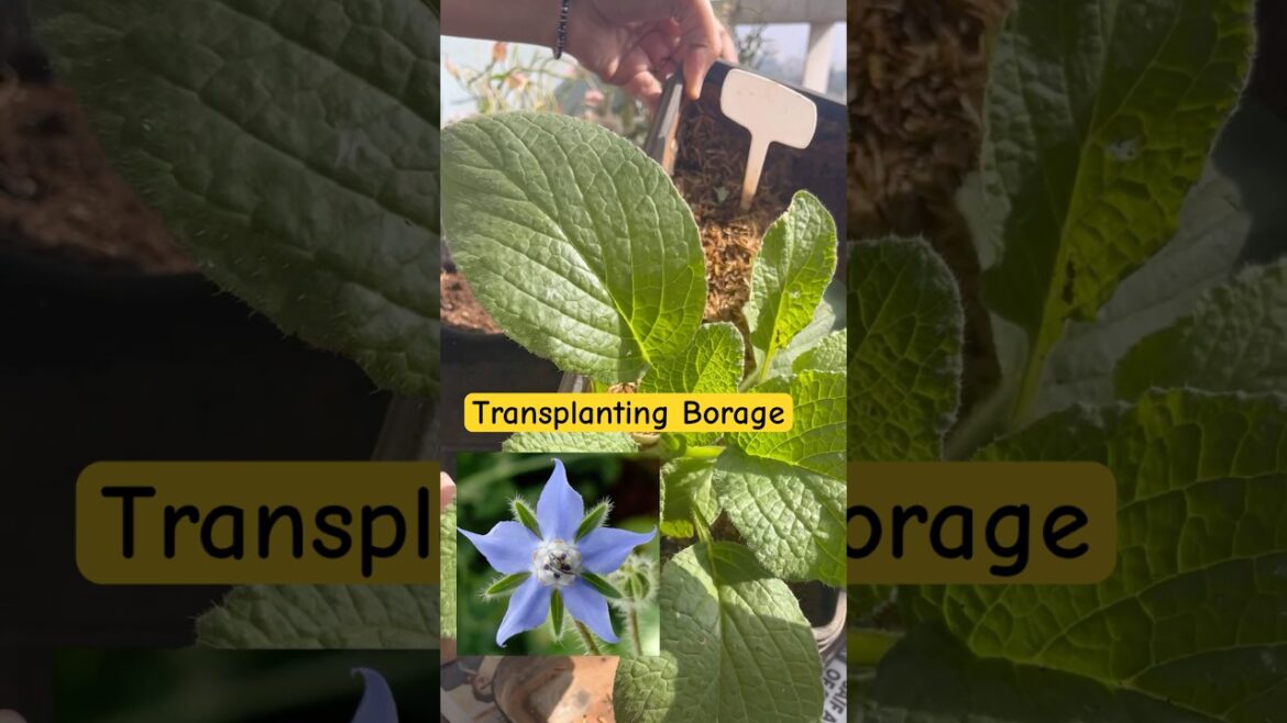 Transplanting Borage #youtubeshorts #ytshorts #containergardening